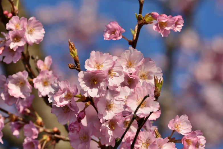 the flowers on this flowering tree are pink