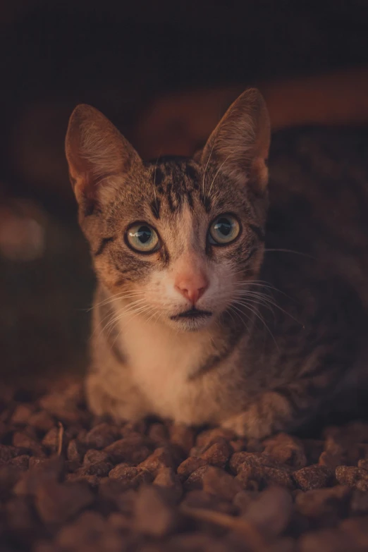 cat looking straight ahead with blue eyes sitting on coffee beans