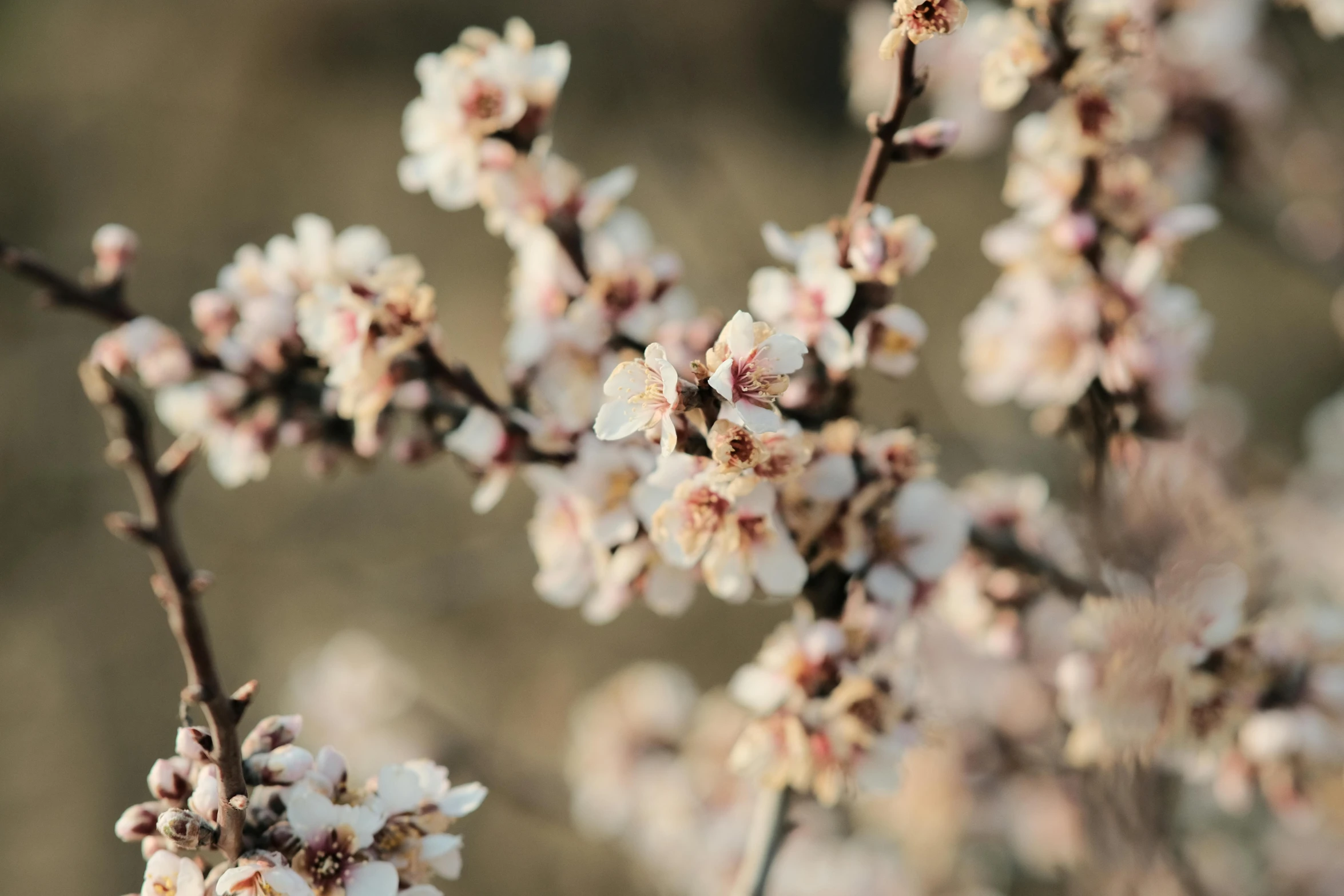 the blossoming flowers are ready to bloom on the tree