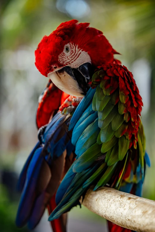 a close up of a parrot sitting on a nch