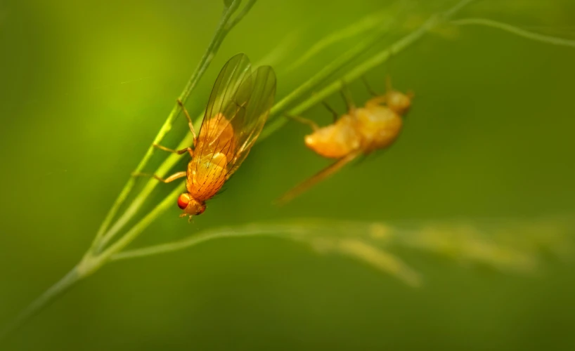 the two insect are sitting on the green leaves