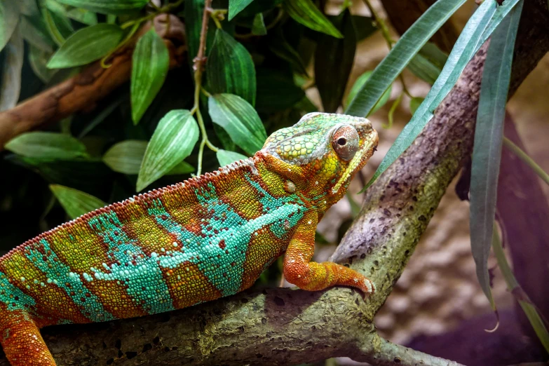 a lizard is resting in a tree nch