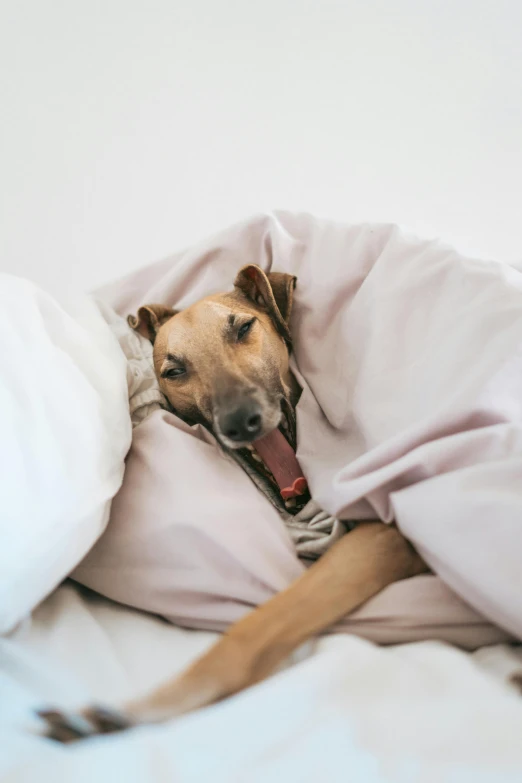 a brown and white dog sitting under a bed on top of a white blanket