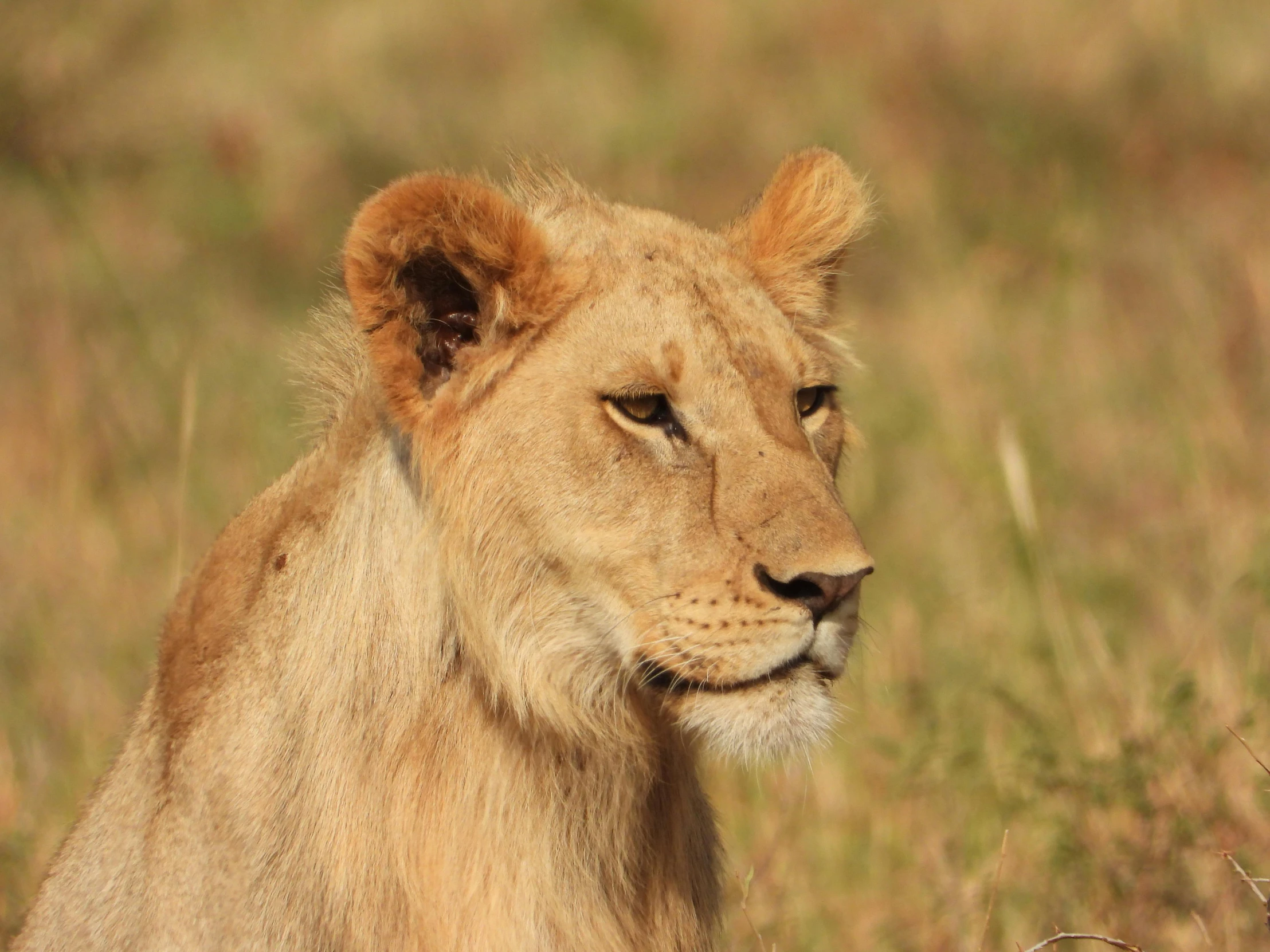 a large male lion stands among the tall grass