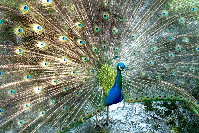 the feathers on this bird are blue and gold