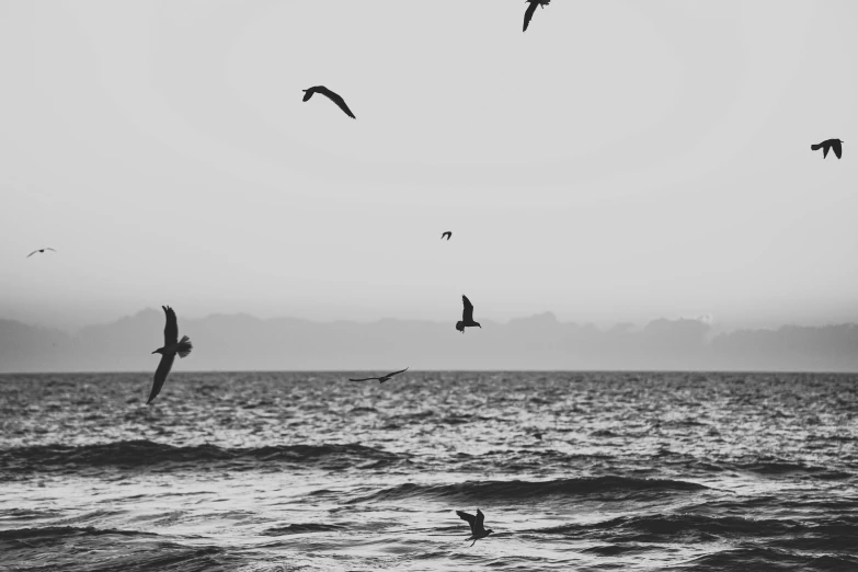 sea gulls fly over the ocean during sunrise