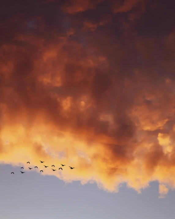 birds flying across the sky in silhouette