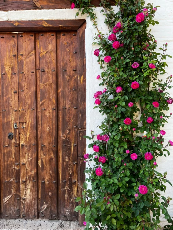 a plant on a wall beside an old door