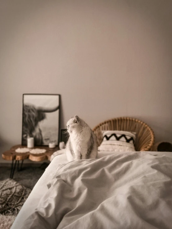 a cat sitting on top of a bed next to a table