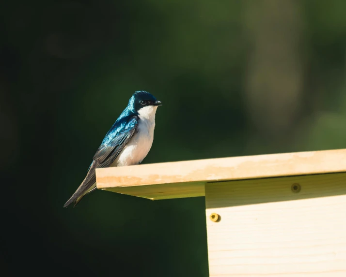 a bird is standing on top of a bench