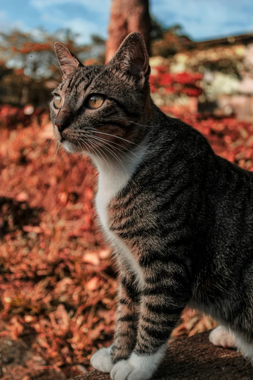 a cat standing in the leaves near a tree