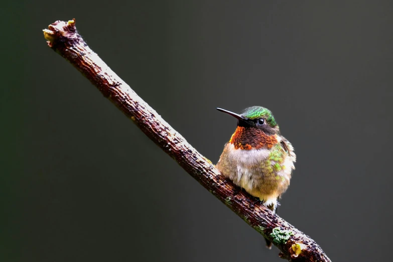 a small colorful bird sitting on top of a tree nch