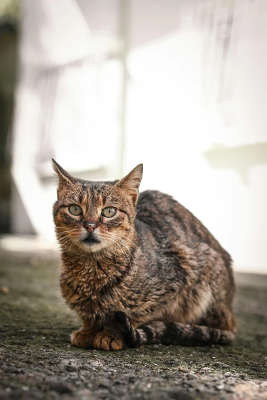 a cat with a very large green eyes looks forward