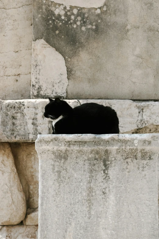 a black cat sits on the corner of a wall