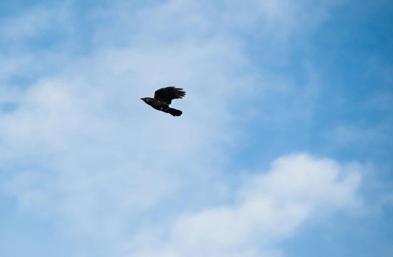 an image of a bird that is flying in the air