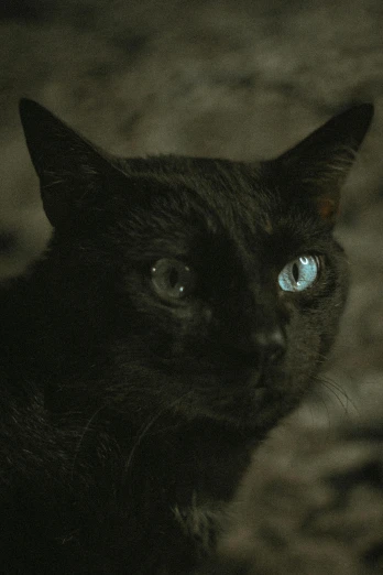 a black cat with blue eyes in dark room