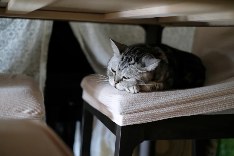 a cat that is laying down on a chair