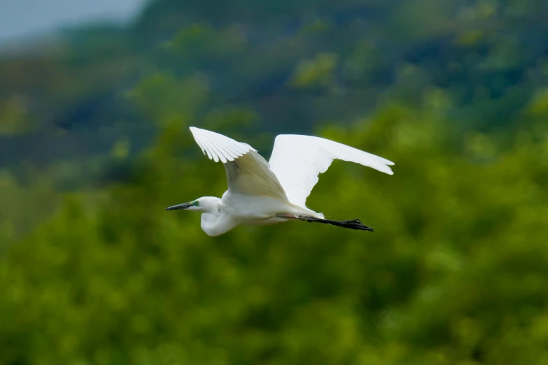 a large bird flies over the trees in the forest