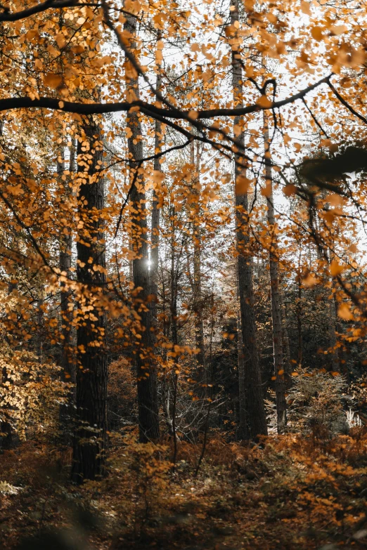 the sun shines through the trees in a wooded area