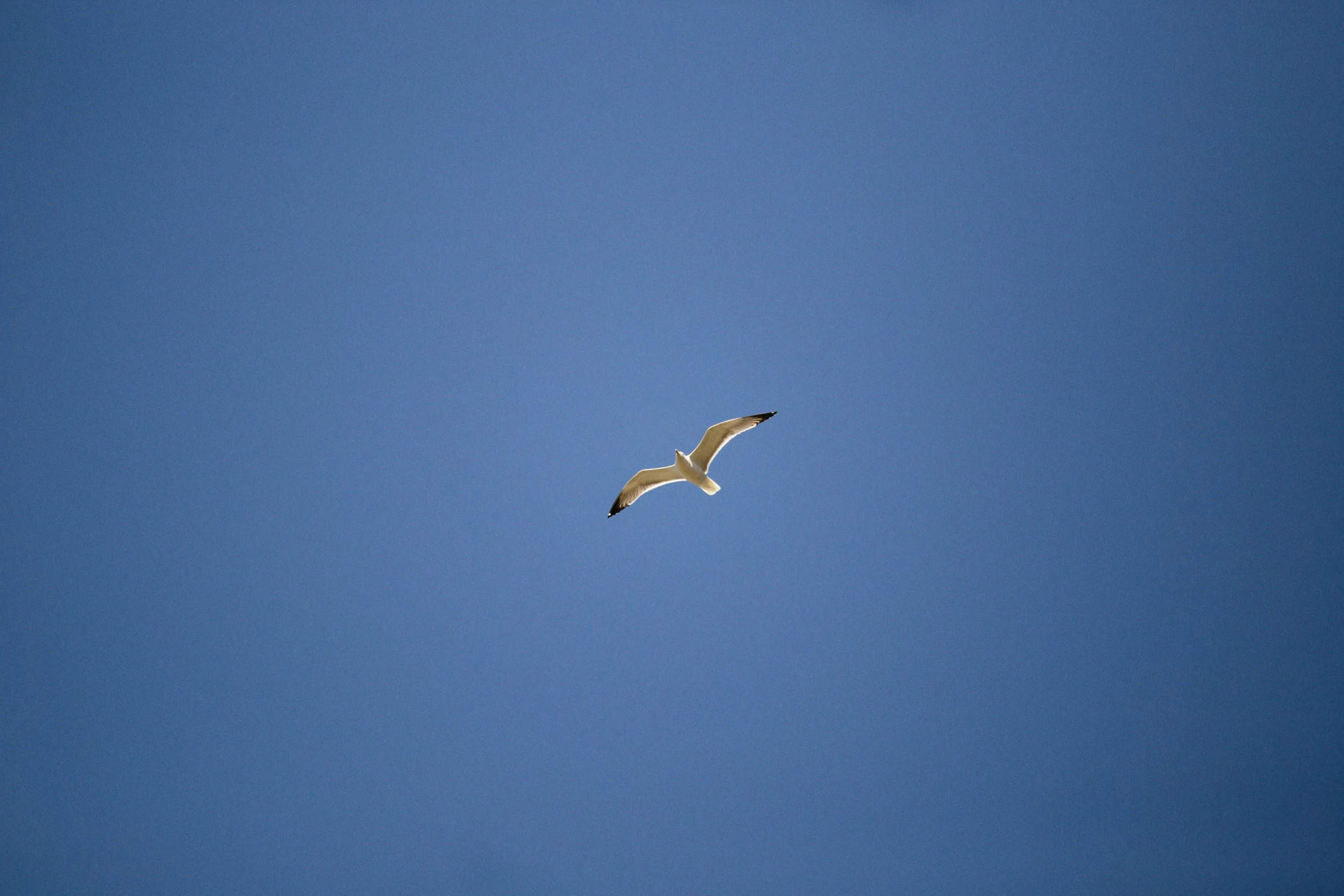a bird flies through the sky on a clear day