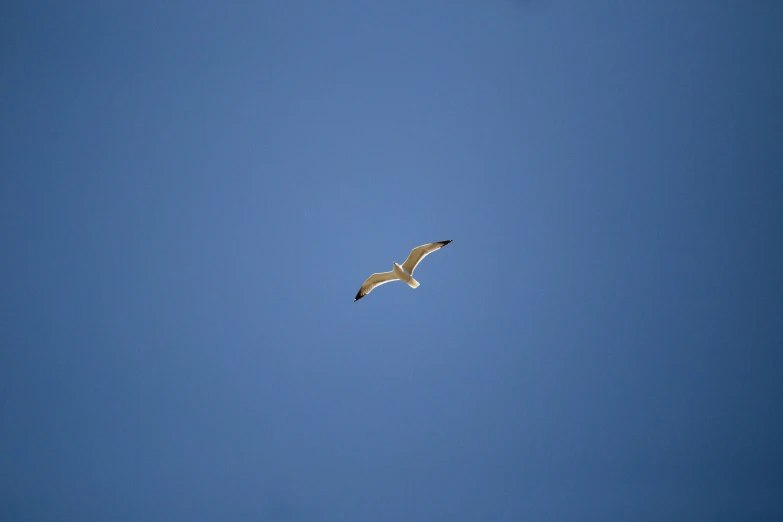 a bird flies through the sky on a clear day