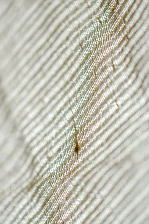 small bug walking across the back of a feather