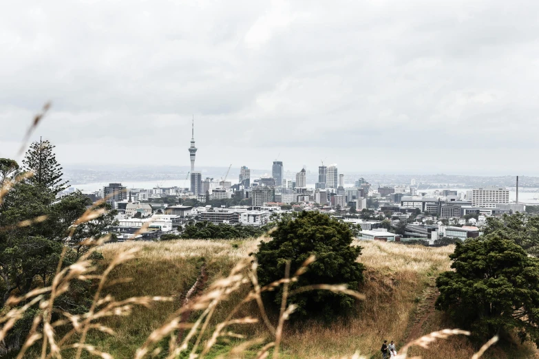 a large city is seen on the horizon behind tall grass