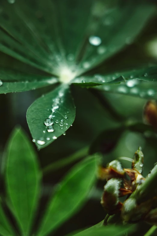 dew on leaves and flowers with water drops