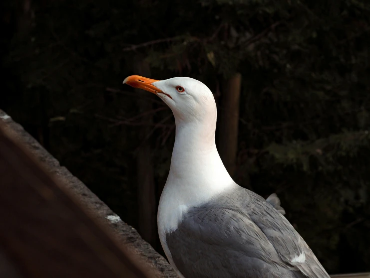 a bird perched on top of a roof