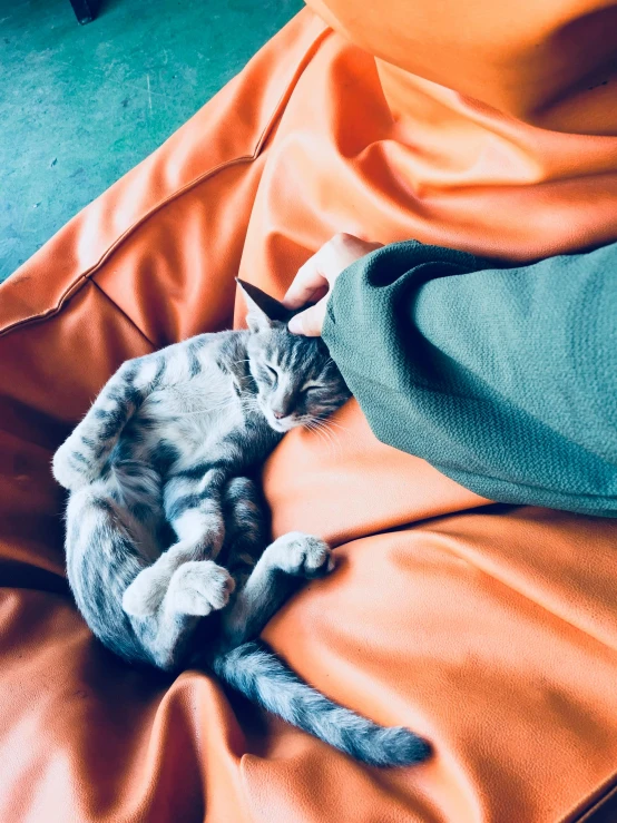 a gray cat sitting on top of an orange blanket