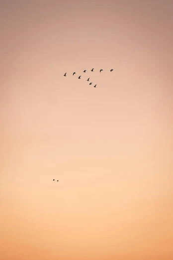 a group of birds flying in the air above a sunset