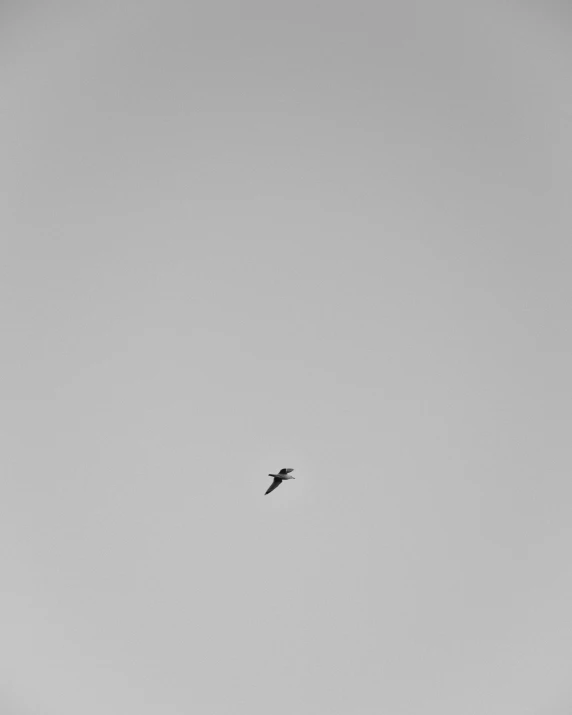 black and white pograph of two birds flying in sky