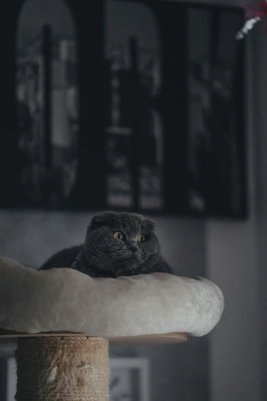 cat is sitting on the arm of a cat bed