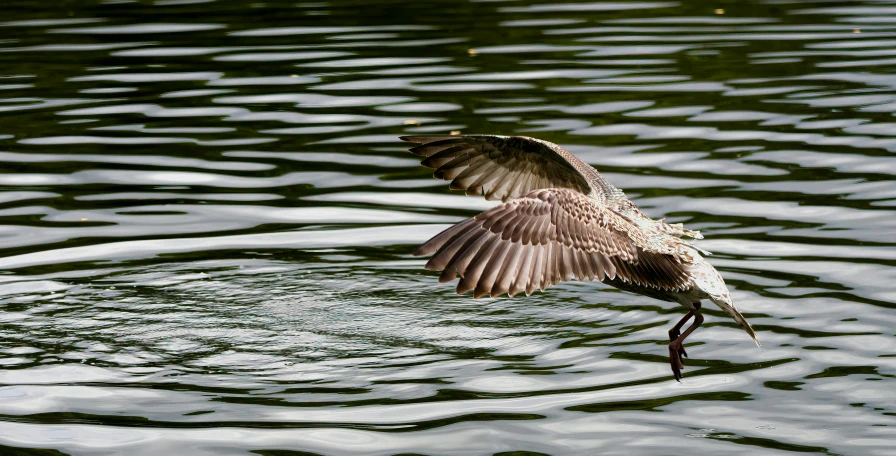 a bird standing on top of a lake next to a green field