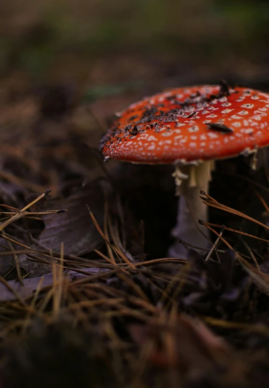 the mushrooms are all over the floor and under the leaves