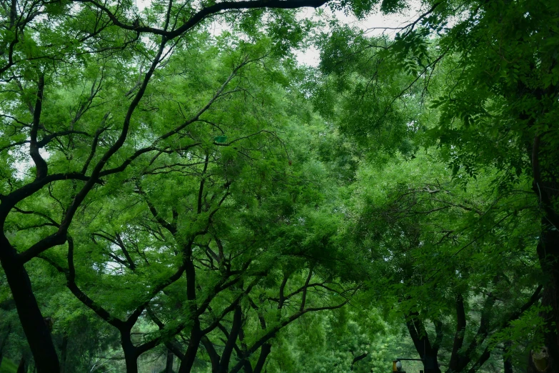 the park is full of large green trees
