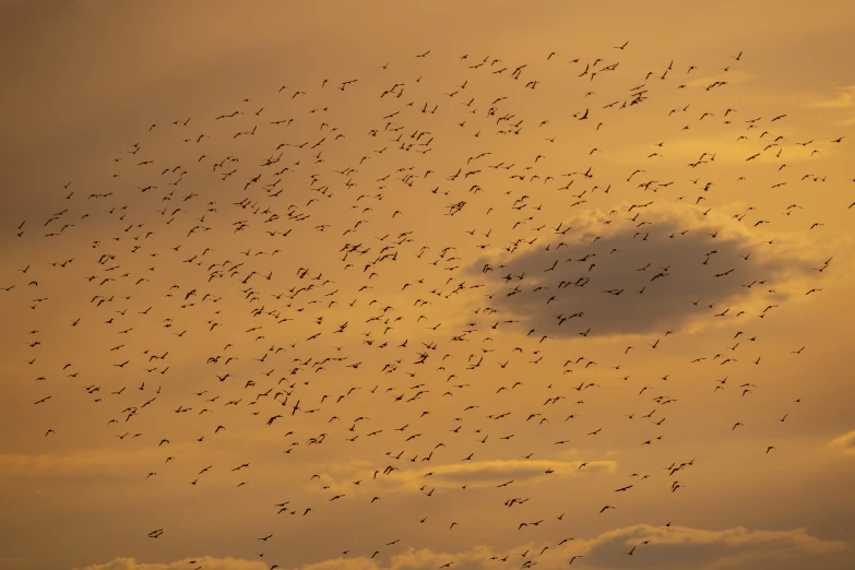 a large flock of birds in flight at sunset