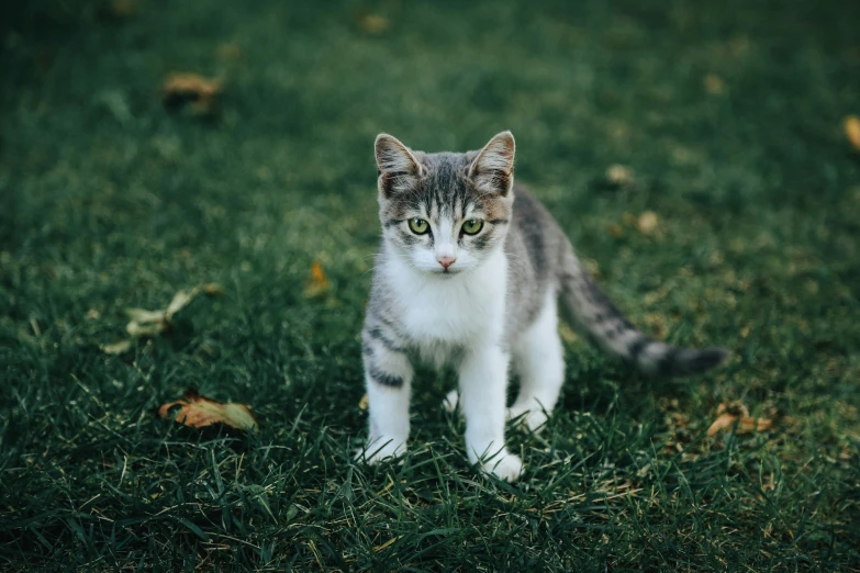 a small kitten standing in a grass field