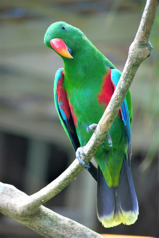 the green bird is standing on a tree nch