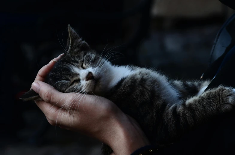 the cat is being held close to his human hand