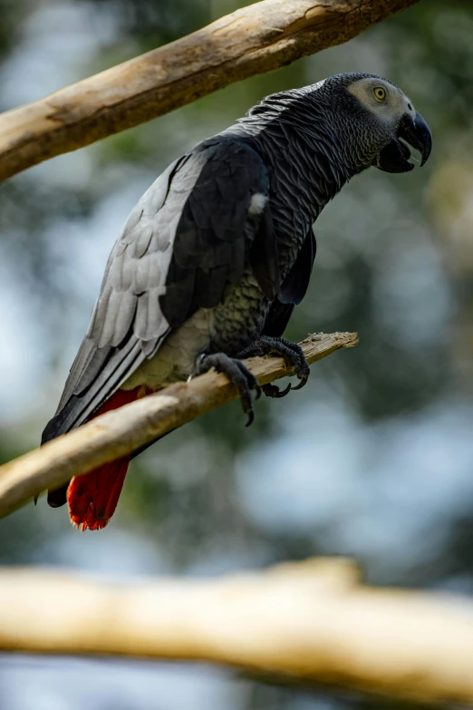 the large black bird is standing on the tree limb
