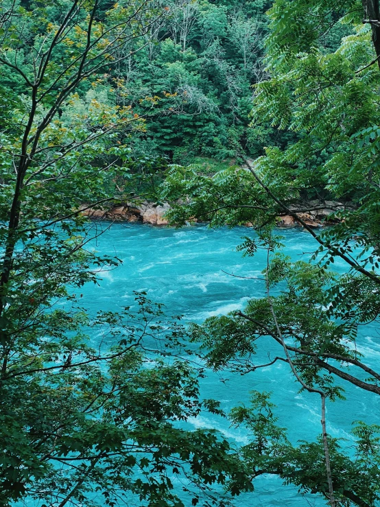 the river flows through trees on both sides