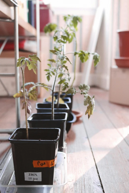 four small plants growing on wooden flooring