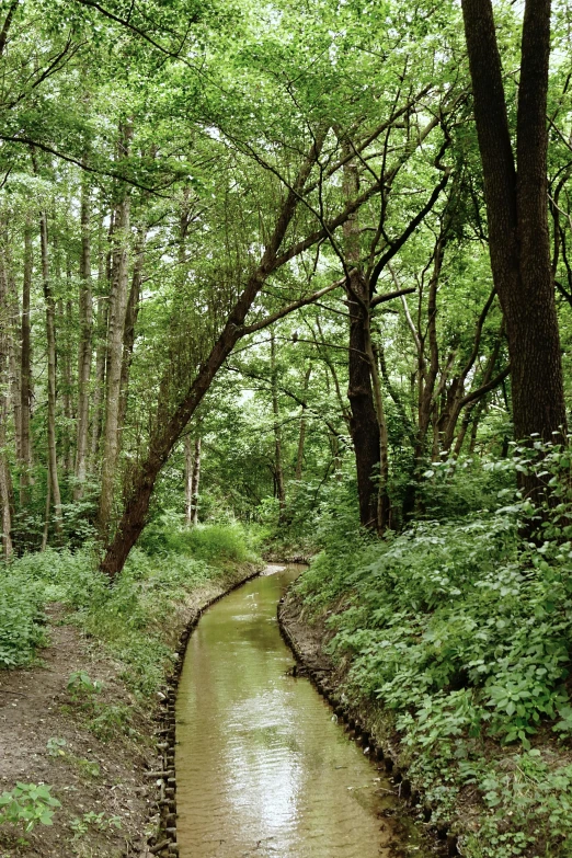 a river flowing through a forest next to tall trees