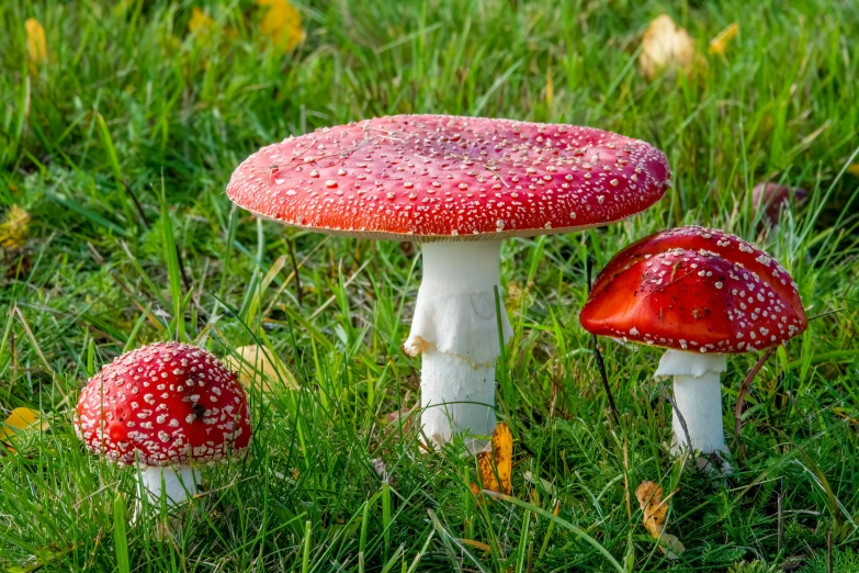 three white mushrooms sitting on top of lush green grass