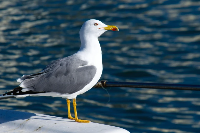 a seagull standing on a fence with a body of water behind it