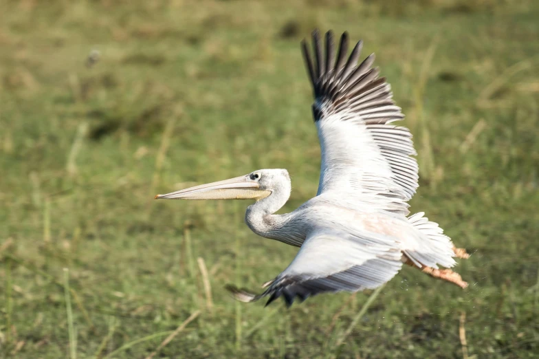 a very big pretty bird in a grassy field