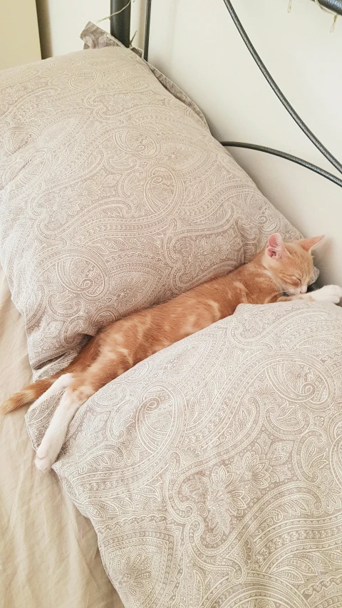 an orange cat sleeps on the edge of a bed