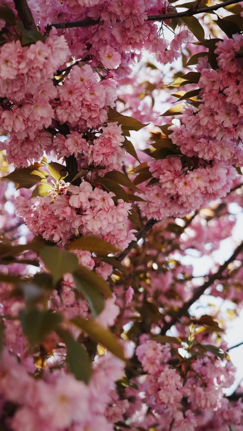 a pink blooming tree nch with pink flowers