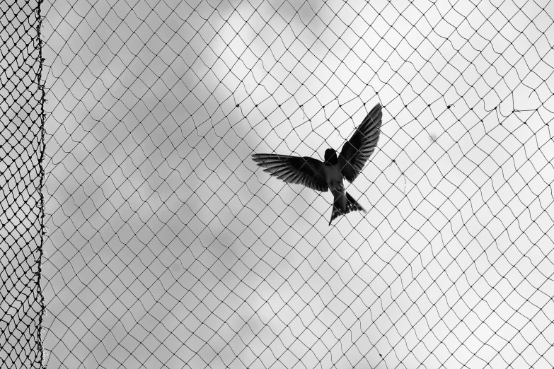 a bird that is flying very close to a fence